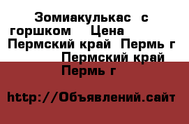 Зомиакулькас (с горшком) › Цена ­ 1 000 - Пермский край, Пермь г.  »    . Пермский край,Пермь г.